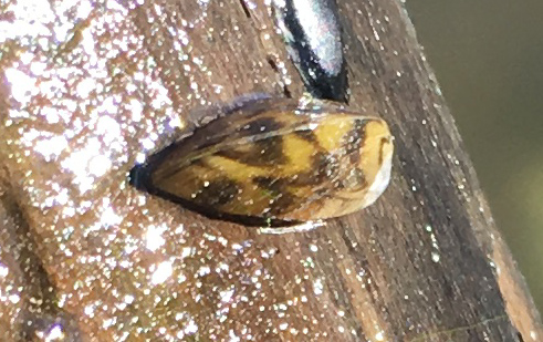 Zebra mussel attached to wooden post.